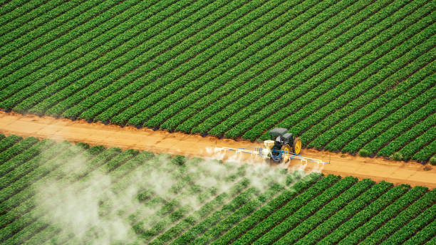 Wasp Removal Services in Prairie Village, KS